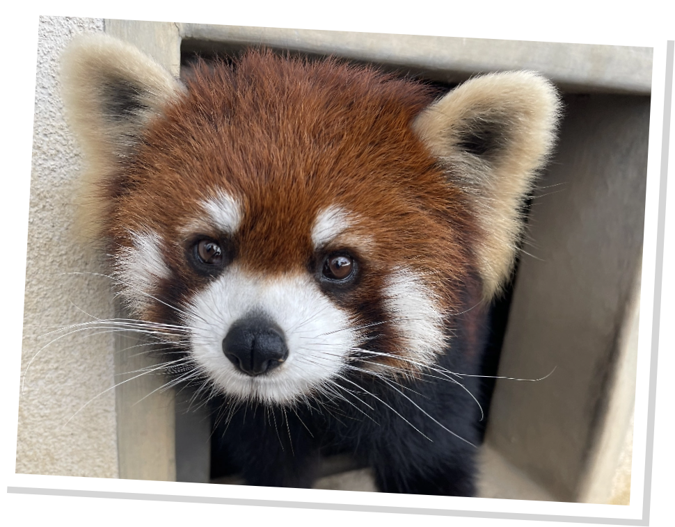 西山動物園のレッサーパンダ画像